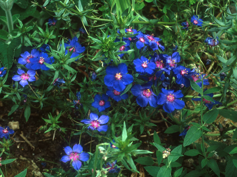 Anagallis Blue Light Annual Seeds 
