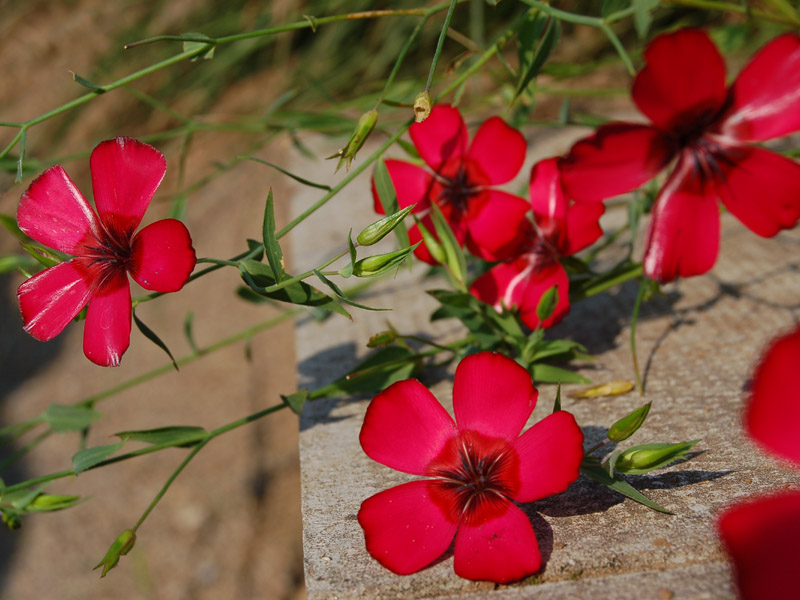 Rare Scarlet Flax Linum grandiflorum  approx 250 seeds  UK SELLER 