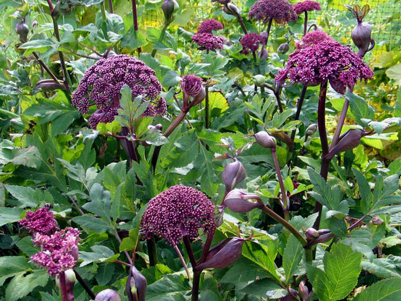 Angelica gigas Mail Order Plants