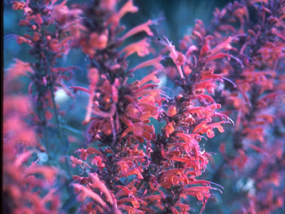 Agastache ex 'Painted Lady' - medium image 1