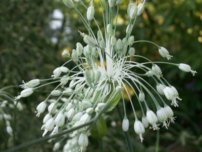 Allium carinatum ssp. pulchellum Album AGM - medium image 1