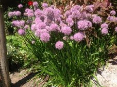 Allium lusitanicum 'Summer Beauty' - medium image 1