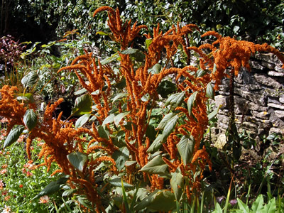 Amaranthus 'Autumn Palette' - medium image 1
