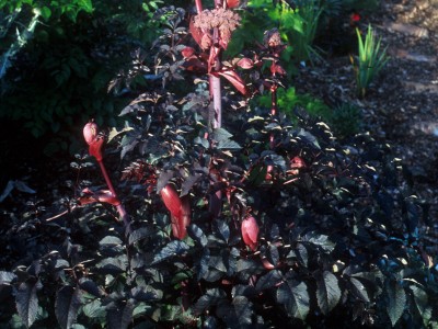 Angelica sylvestris 'Purpurea' - medium image 1
