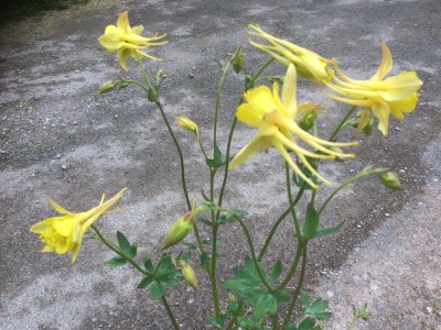 Aquilegia chrysantha ‘Denver Gold’ - medium image 1