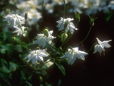 Aquilegia clematiflora 'Alba' - medium image 1