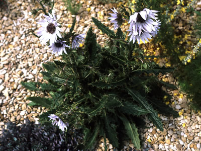 Berkheya purpurea - medium image 1