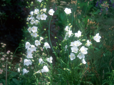Campanula persicifolia 'Alba' - medium image 1