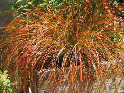 Carex testacea 'Prairie Fire' - medium image 1