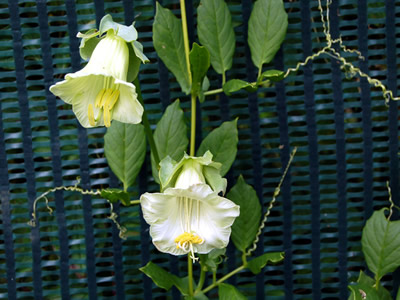 Cobaea scandens alba - medium image 1