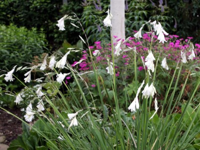 Dierama pulcherrimum white - medium image 1