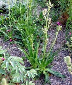 Eryngium agavifolium - medium image 1