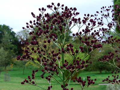 Eryngium pandanifolium 'Physic Purple' - medium image 1