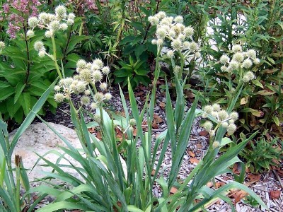 Eryngium yuccifolium - medium image 1