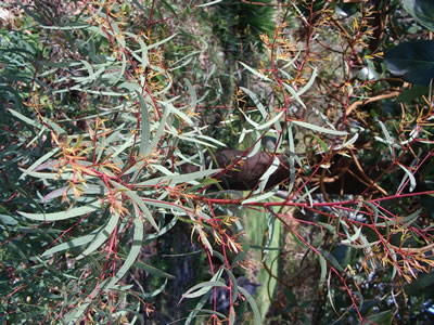 Eucalyptus nicholii - medium image 1