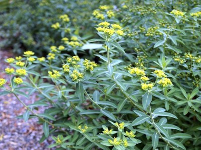 Euphorbia oblongata - medium image 1