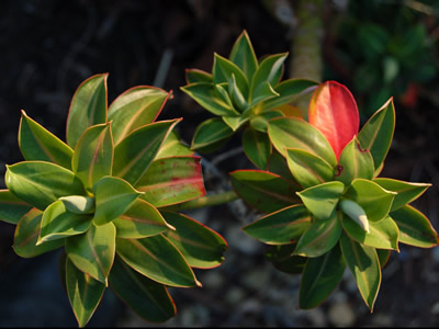 Euphorbia stygiana - medium image 1