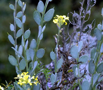 Fibigia clypeata - medium image 1