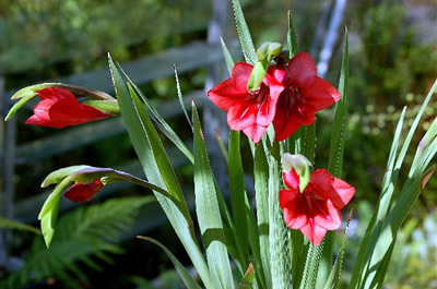 Gladiolus flanaganii - medium image 1