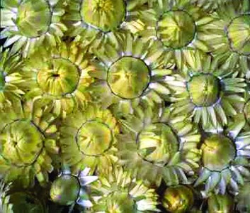 Helichrysum bracteatum 'King Size Frosted Sulphur' - medium image 1