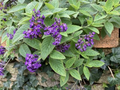 Heliotrope 'Midnight Sky' - medium image 1