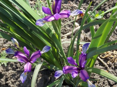 Iris graminea AGM - medium image 1