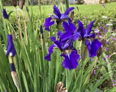 Iris sibirica - medium image 1