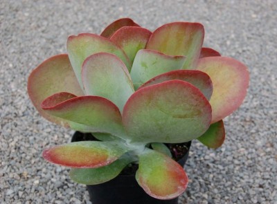 Kalanchoe 'Bronze Sculpture' - medium image 1