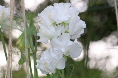 Lathyrus odoratus 'White Frills' - medium image 1