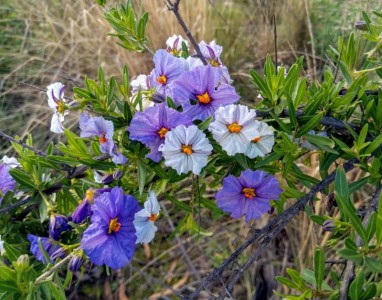 Lycianthes lycioides - medium image 1