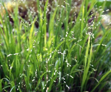 Melica uniflora f. albida AGM - medium image 1