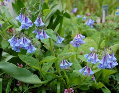Mertensia virginica AGM - medium image 1