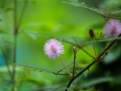 Mimosa pudica 'Pink Sparkles' - medium image 1