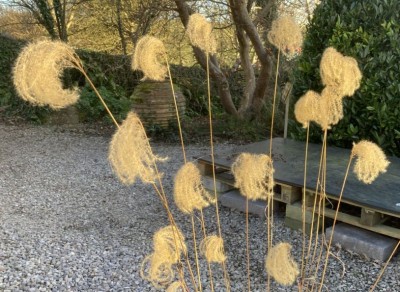 Miscanthus nepalensis - medium image 1