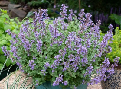 Nepeta faassenii 'Purrshian Blue' - medium image 1