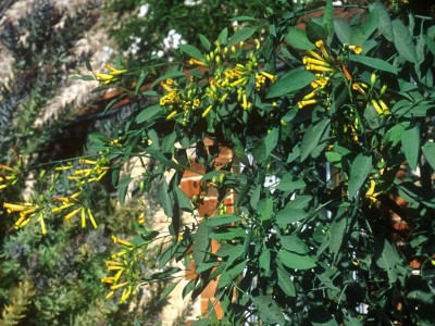 Nicotiana glauca - medium image 1