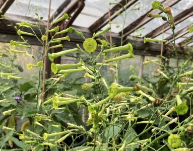 Nicotiana paniculata - medium image 1