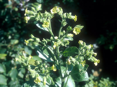 Nicotiana rustica - medium image 1