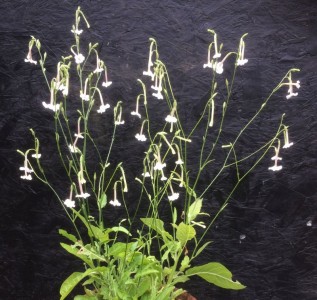 Nicotiana suaveolens - medium image 1