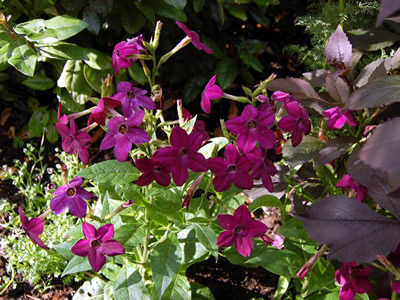 Nicotiana x sanderae 'Perfume Purple' - medium image 1