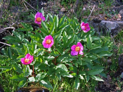 Paeonia mascula ssp russoi - medium image 1