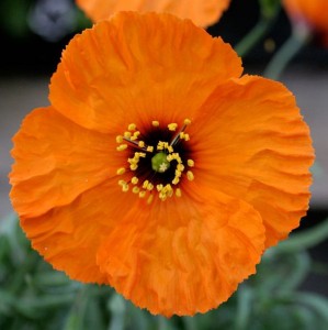 Papaver heterophyllum ‘Copper Queen’ - medium image 1