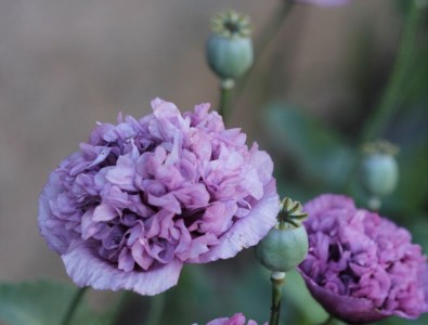Papaver somniferum 'Double Violet Blush' - medium image 1