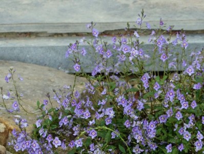 Parahebe catarractae 'Porlock' - medium image 1