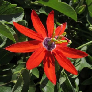 Passiflora manicata - medium image 1