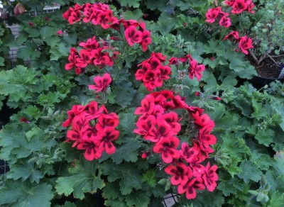 Pelargonium 'Crimson Unique' - medium image 1