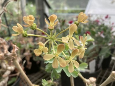 Pelargonium gibbosum - medium image 1