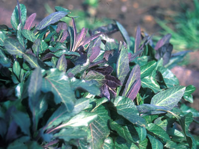 Peltaria alliaceae - medium image 1