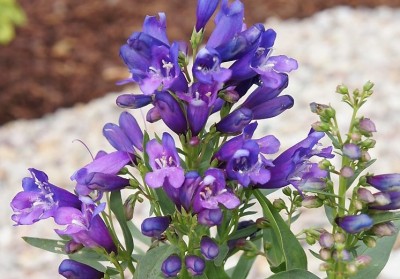Penstemon barbatus 'Pina Colada Violet Shades' - medium image 1