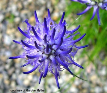 Phyteuma scheucheri - medium image 1